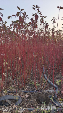 高度160厘米红瑞木