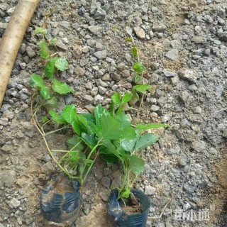 40厘米三叶地锦