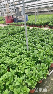 高度35厘米八仙花