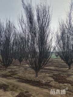 15公分旱柳