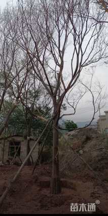 120公分朴树