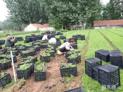 高度10厘米地被石竹