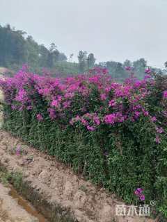 高度300厘米紫花三角梅