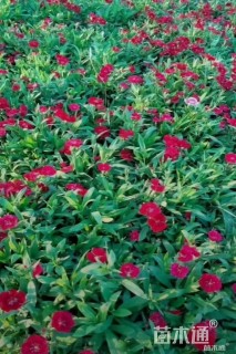 高度15厘米须苞石竹