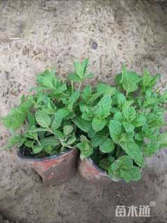 高度15厘米薄荷