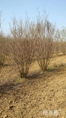 高度300厘米丛生紫薇