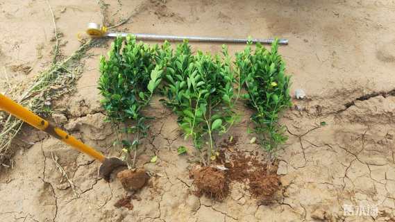 高度70厘米大叶黄杨