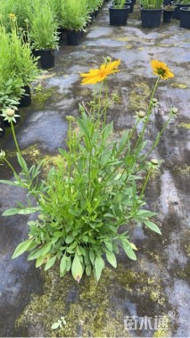 高度40厘米金鸡菊
