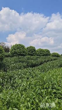 高度200厘米山茶花