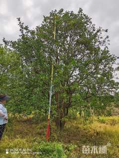 25公分(3杆)丛生香橼