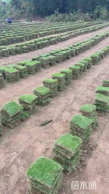 草块状马尼拉草