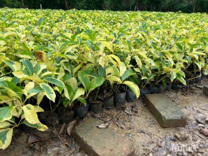 高度25厘米花叶鸭脚木