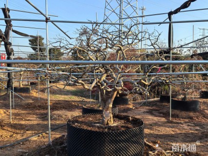 高度300厘米羽毛枫