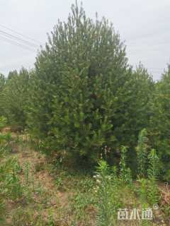 高度400厘米白皮松