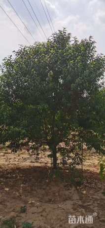 10公分青叶碧桃