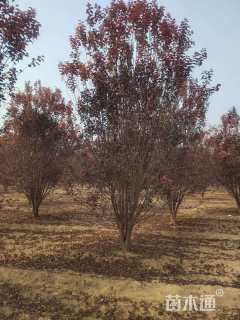 高度200厘米丛生紫叶李
