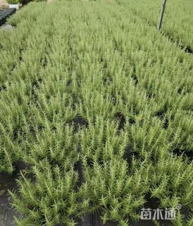 高度25厘米迷迭香