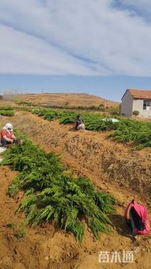 高度40厘米龙柏