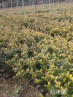 高度25厘米金森女贞