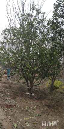 16公分丛生香橼