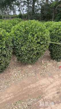 冠幅120厘米瓜子黄杨球