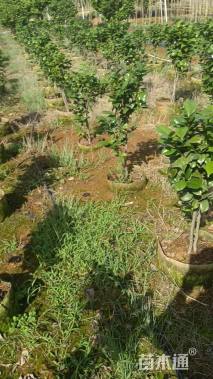 高度80厘米茶花