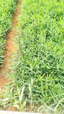 高度30厘米马鞭草