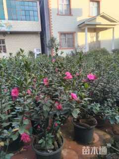 高度80厘米杜鹃