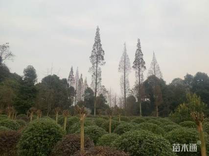 冠幅150厘米海桐球