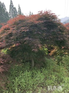 高度250厘米羽毛枫