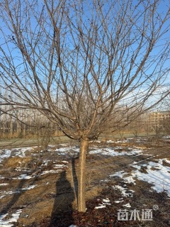 14公分红粉佳人樱