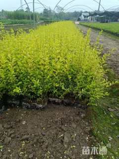 大杯苗亮晶女贞小苗