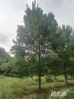 15公分美国红枫