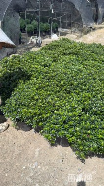 高度60厘米杜鹃