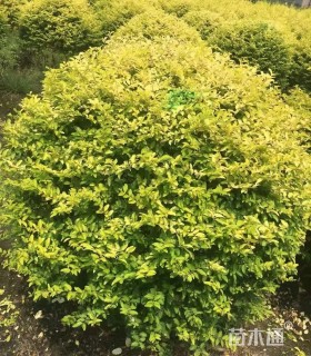 冠幅150厘米金叶女贞球