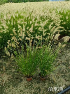 高度45厘米狼尾草