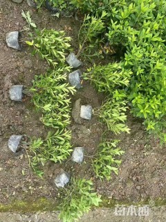 高度40厘米毛鹃小苗