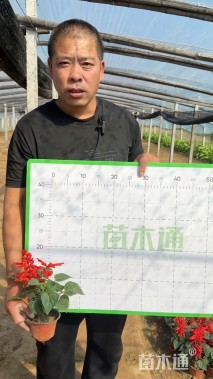 高度15厘米一串红