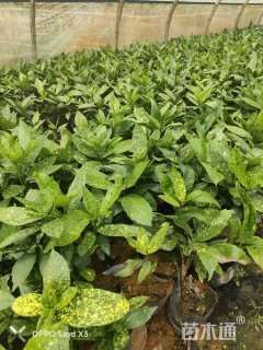 20厘米洒金珊瑚