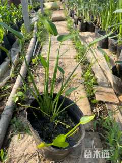 高度40厘米泽泻