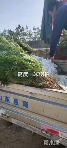 高度150厘米侧柏小苗