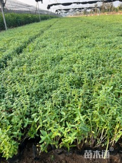 高度15厘米千屈菜