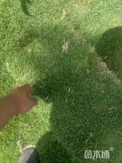 草卷状马尼拉草