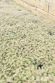 高度30厘米清香木小苗