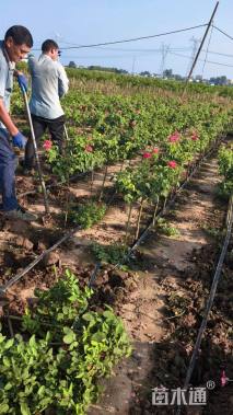 高度40厘米月季