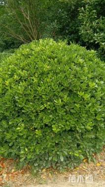 冠幅220厘米海桐球