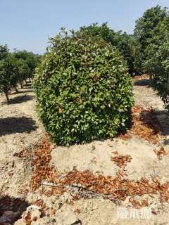 冠幅100厘米红叶石楠球