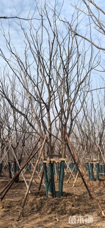 20公分(5杆)丛生朴树