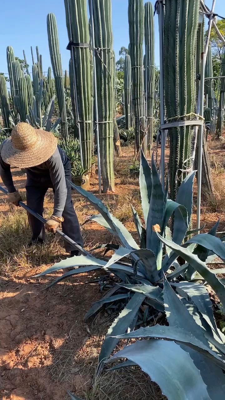 高度150厘米仙人掌