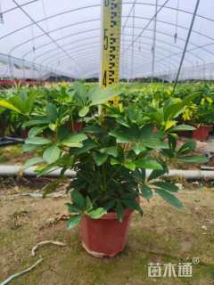 高度35厘米鸭脚木